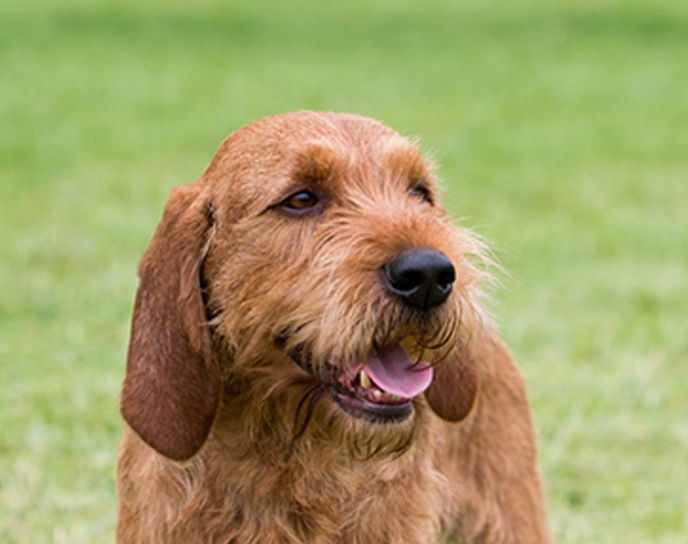 dog grooming tips dog grooming tips