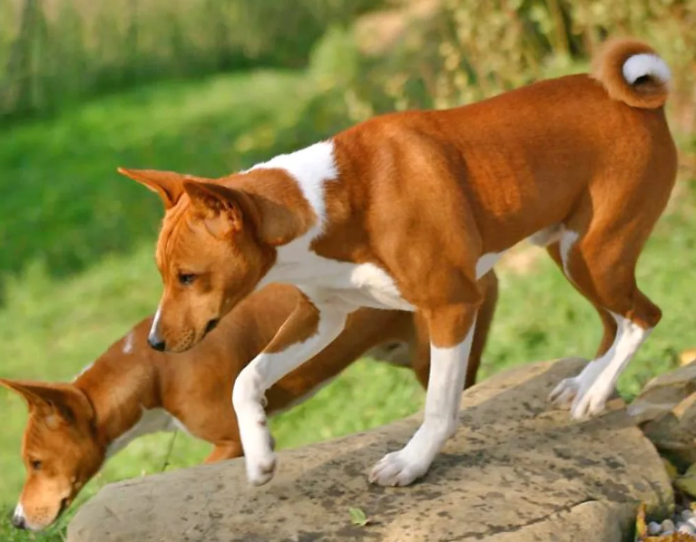 Basenji bark Basenji bark