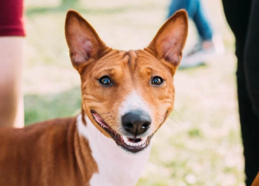 Basenji bark Basenji bark