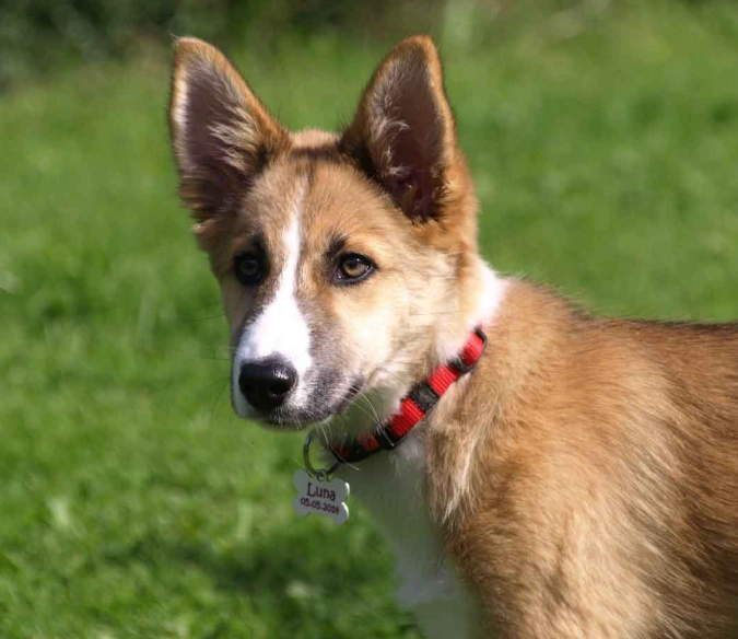 Norwegian Lundehund breed Norwegian Lundehund breed