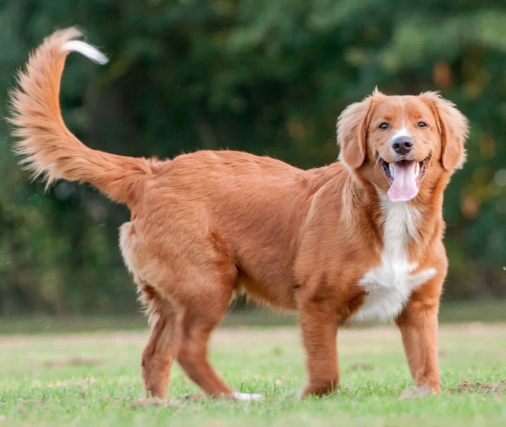 Toller dog breed Toller dog breed