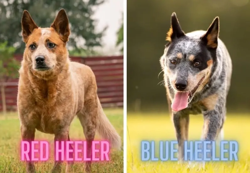 difference between Stumpy Tail and Blue Heeler difference between Stumpy Tail and Blue Heeler