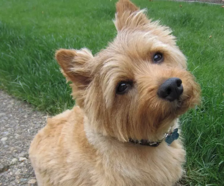 Norwich Terrier breed Norwich Terrier breed