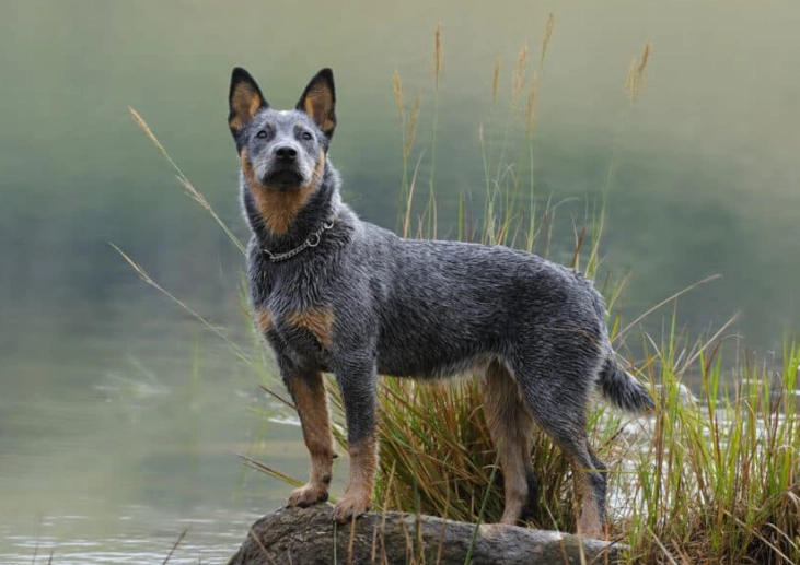 difference between Stumpy Tail and Blue Heeler difference between Stumpy Tail and Blue Heeler