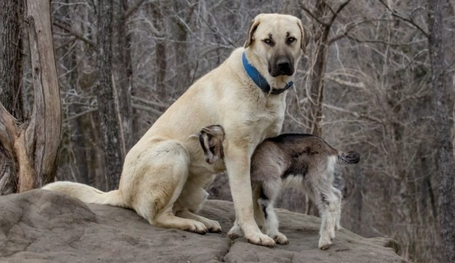 Anatolian Shepherd house dog