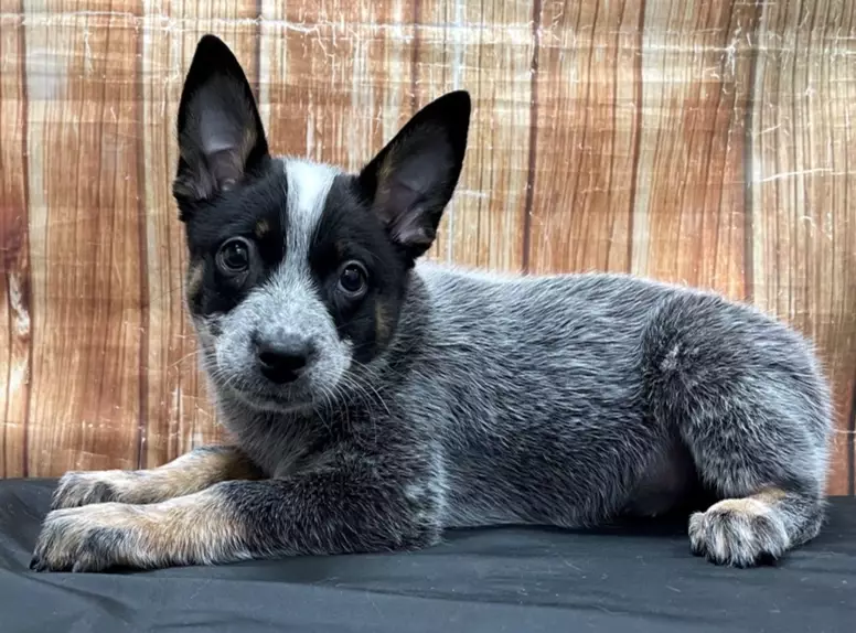 Australian Stumpy Tail Cattle Dog Australian Stumpy Tail Cattle Dog