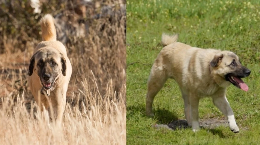 livestock guardian dog comparison
