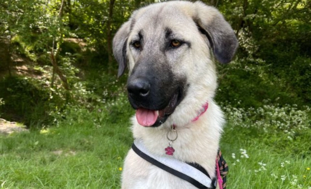 Can an Anatolian Shepherd be a house dog?
