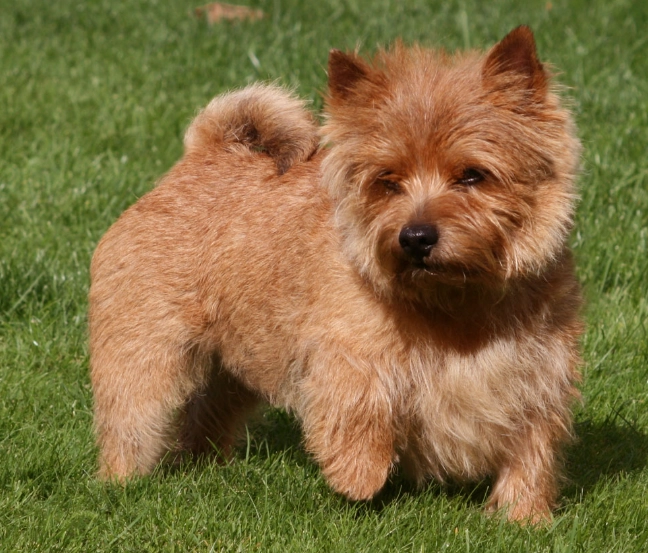 Norwich Terrier care Norwich Terrier care