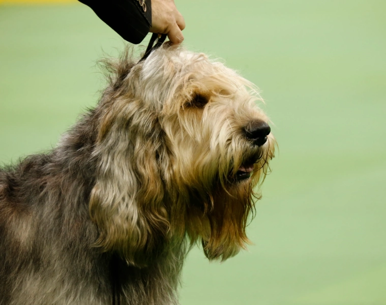 Otterhound dog breed