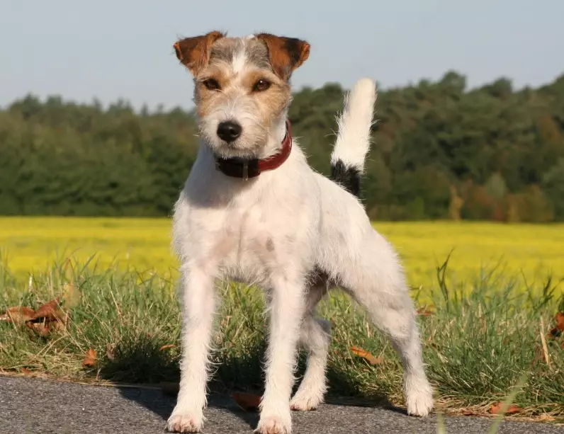 Parson Russell Terrier temperament Parson Russell Terrier temperament