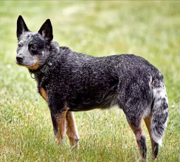 Stumpy Tail Cattle Dog coat colors