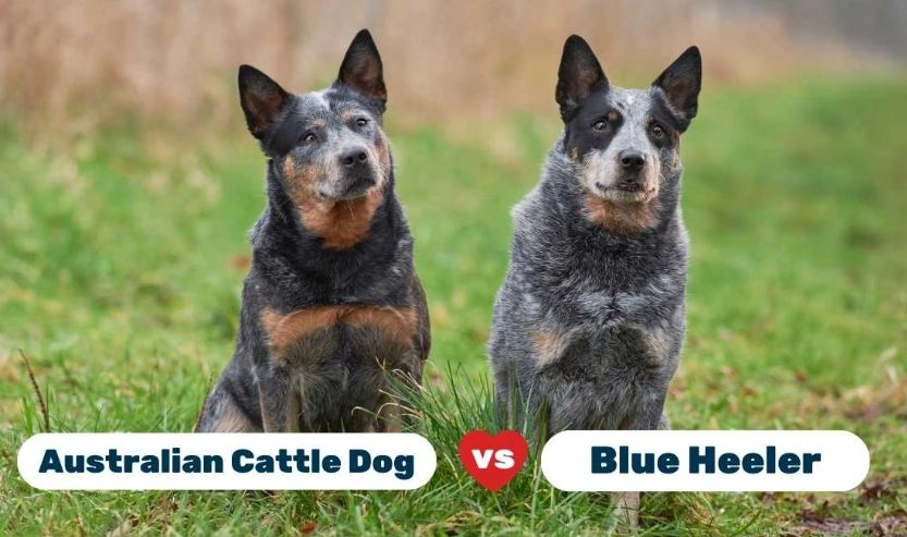 difference between blue heeler and stumpy tail difference between blue heeler and stumpy tail