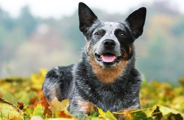 Australian Cattle Dog comparison Australian Cattle Dog comparison