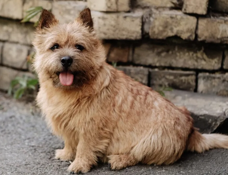 Norwich Terrier care Norwich Terrier care