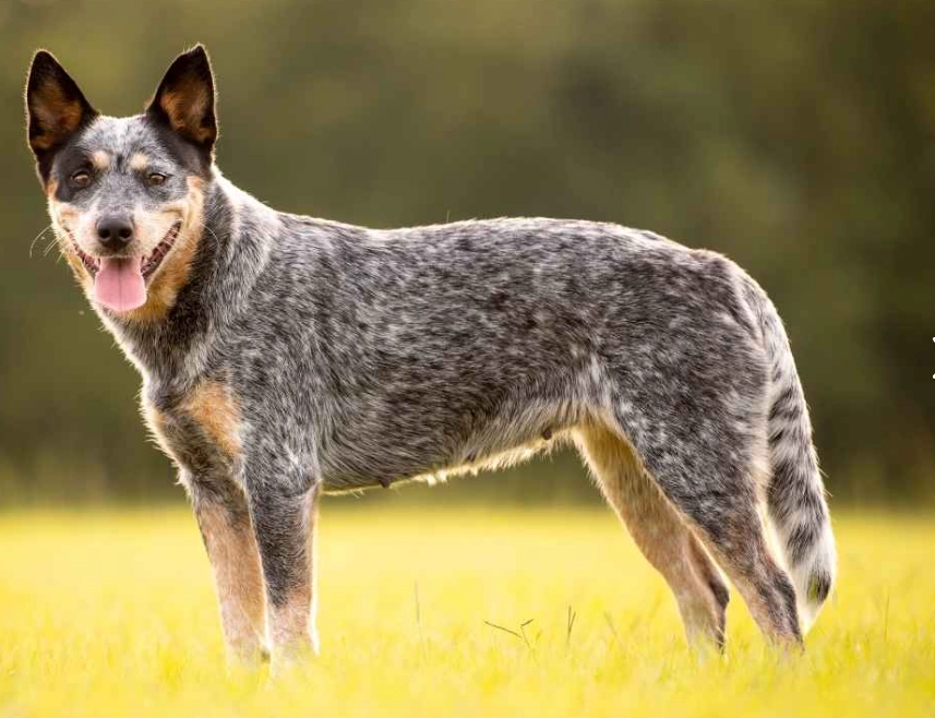 are stumpy tail cattle dogs good pets are stumpy tail cattle dogs good pets