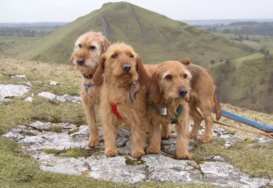 low shedding Basset Fauve low shedding Basset Fauve