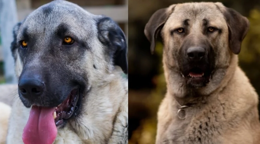 livestock guardian dog comparison