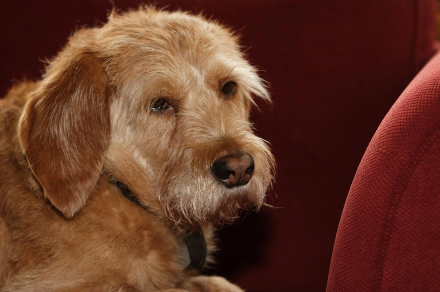 Basset Fauve de Bretagne grooming