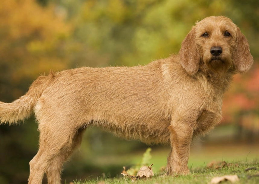 Basset Fauve de Bretagne personality