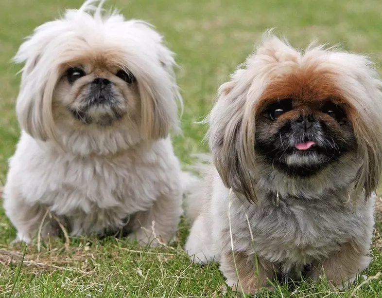 Pekingese temperament