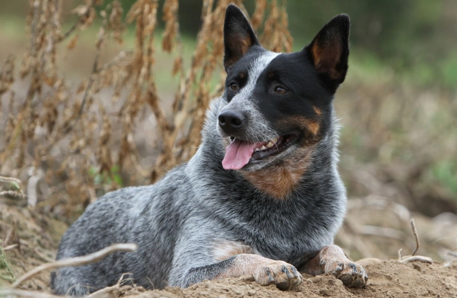 stumpy tail cattle dog personality stumpy tail cattle dog personality