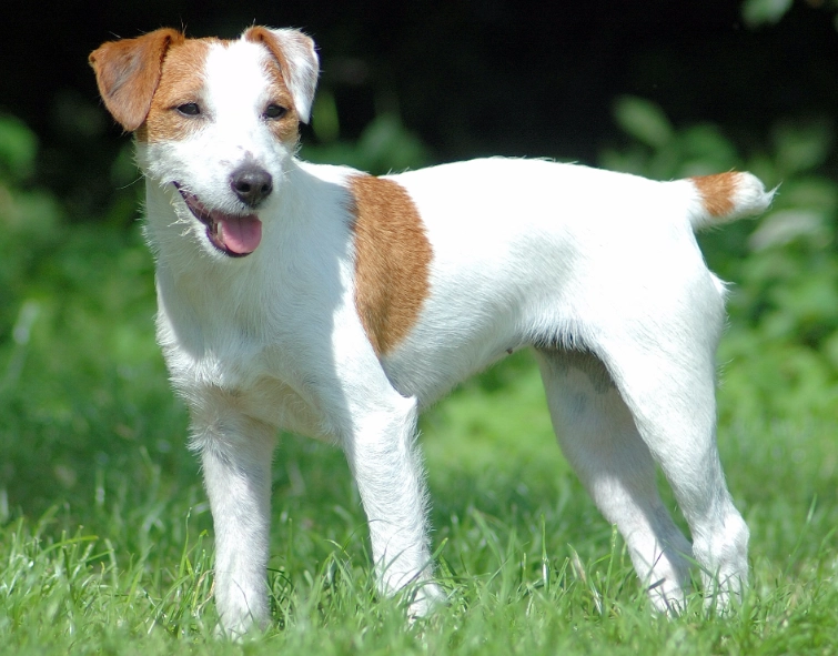 Parson Russell Terrier temperament Parson Russell Terrier temperament
