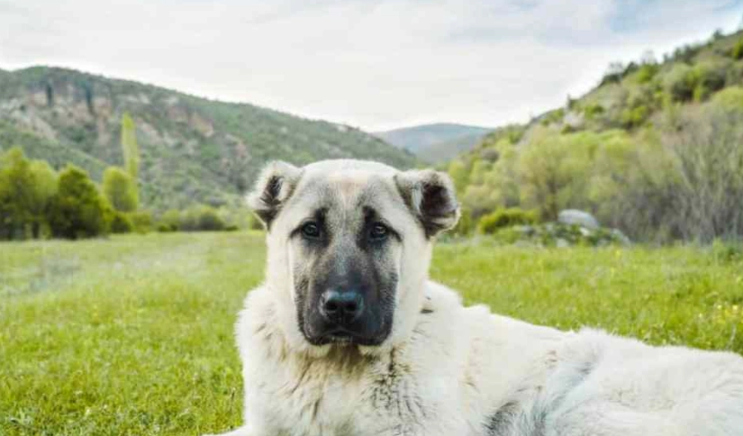 Is an Anatolian Shepherd a good family dog?