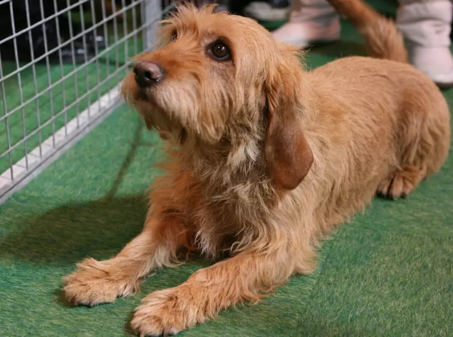 Basset Fauve de Bretagne temperament