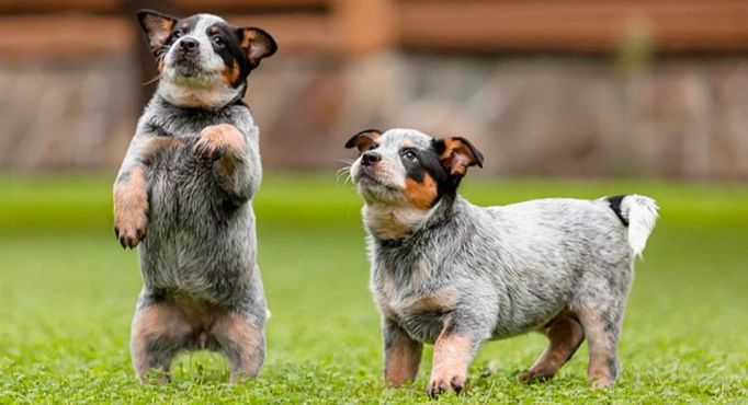 blue heeler vs stumpy tail blue heeler vs stumpy tail