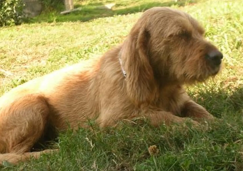 low shedding Basset Fauve low shedding Basset Fauve