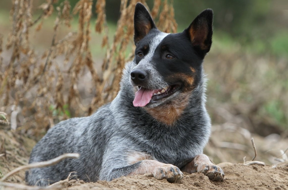 blue speckle Stumpy Tail