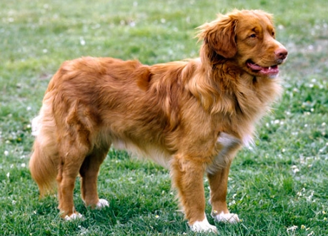 small retriever breed small retriever breed