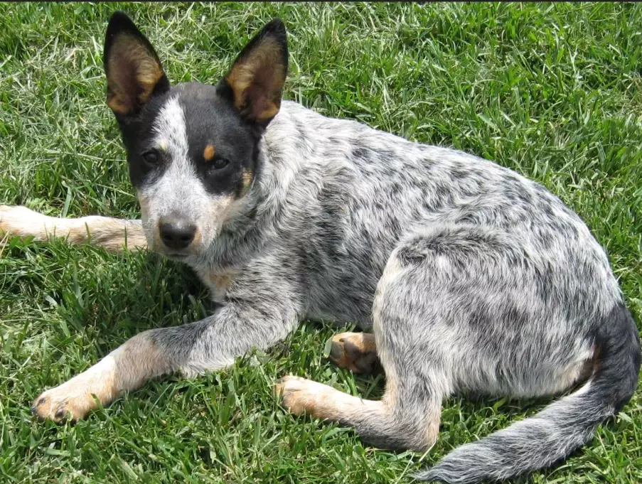 stumpy tail cattle dog stumpy tail cattle dog