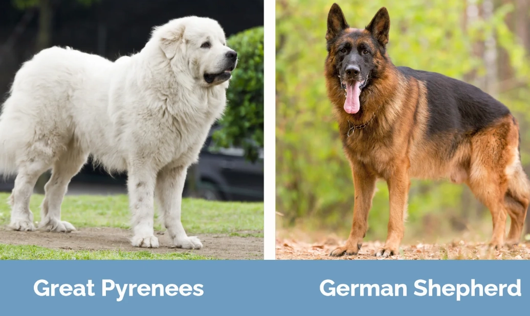 Great Pyrenees size