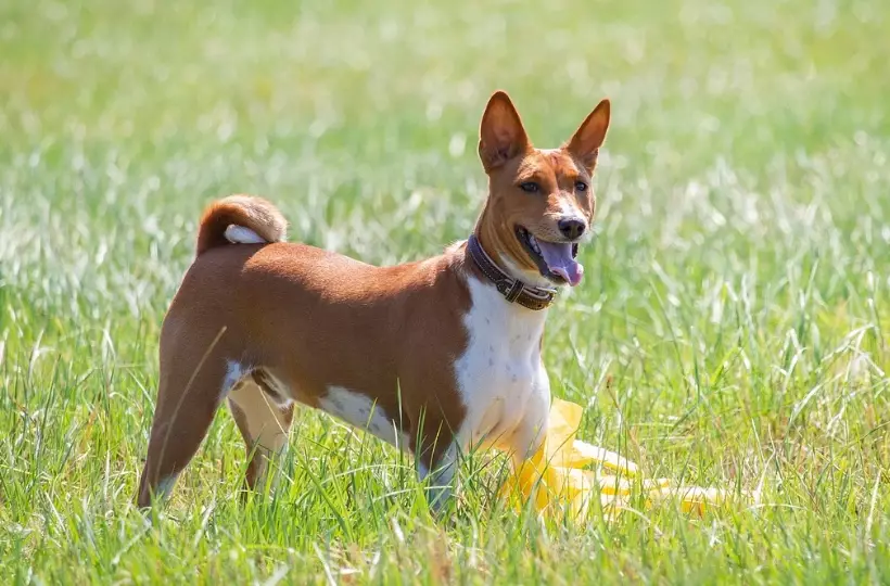 Basenji dog sounds