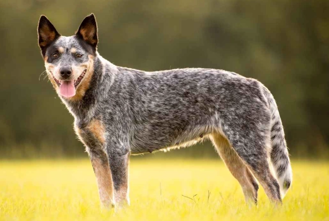 Stumpy Tail Cattle Dog Stumpy Tail Cattle Dog