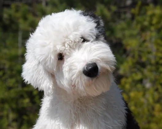 Old English Sheepdog grooming