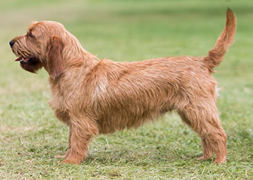 dog grooming tips dog grooming tips