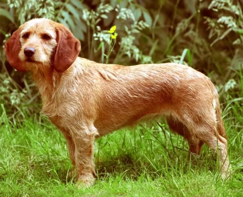 hypoallergenic Basset Fauve de Bretagne hypoallergenic Basset Fauve de Bretagne