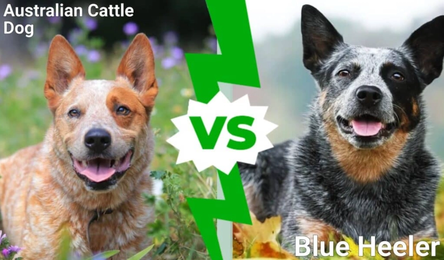 stumpy tail cattle dog vs blue heeler stumpy tail cattle dog vs blue heeler