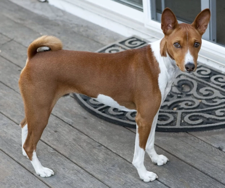 Basenji yodel