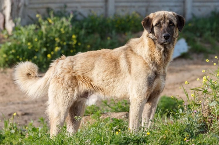 Anatolian Shepherd good with kids