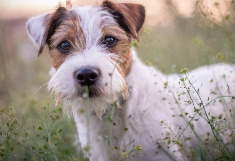 Parson Russell Terrier training Parson Russell Terrier training