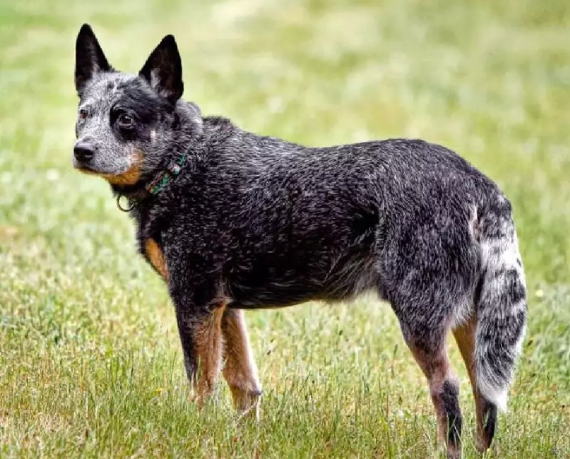 are stumpy tail cattle dogs good pets are stumpy tail cattle dogs good pets