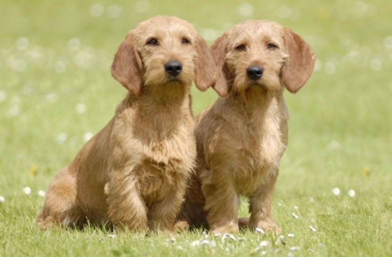 Basset Fauve de Bretagne hypoallergenic