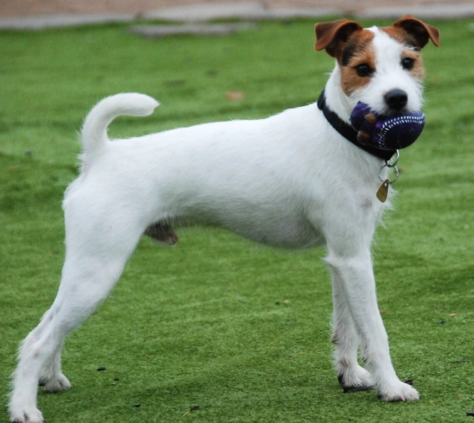 Parson Russell Terrier training Parson Russell Terrier training