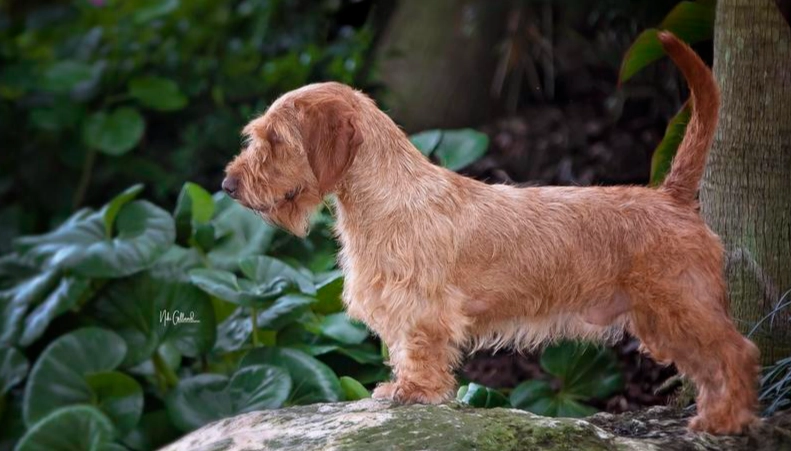 hypoallergenic Basset Fauve de Bretagne hypoallergenic Basset Fauve de Bretagne