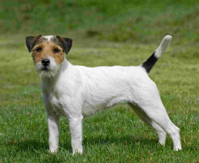 Parson Russell Terrier temperament Parson Russell Terrier temperament
