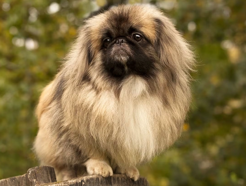 Pekingese dog